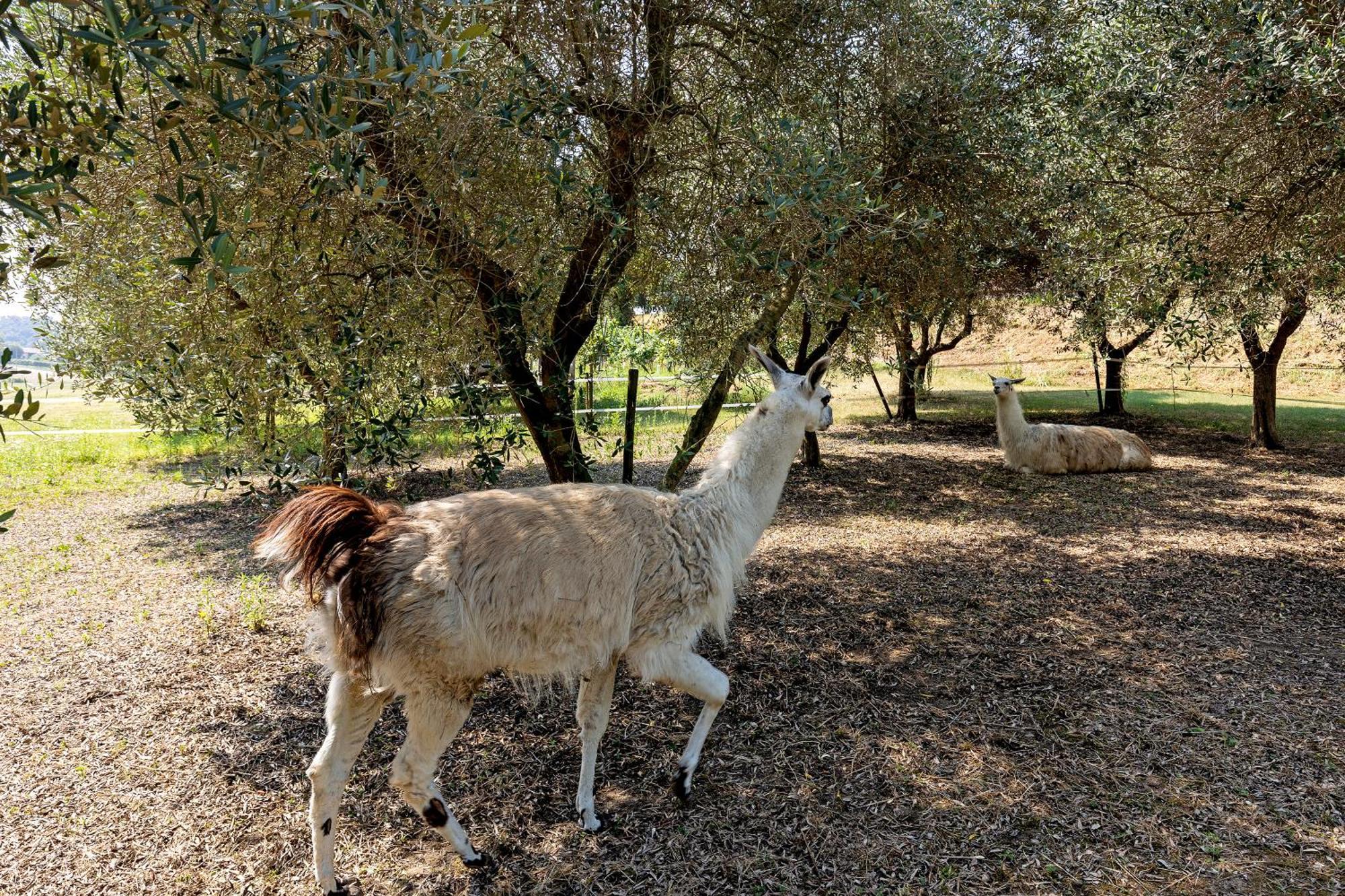 New Agriturismo Corte Olfino Монцамбано Экстерьер фото